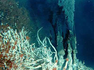 Hydrothermal vents in the deep ocean are located at tectonic <a
  href="/earth/interior/seafloor_spreading.html&edu=elem&dev=">spreading
  ridges</a>. While most of the water in the deep ocean is close to freezing,
  the water at hydrothermal vents is very hot and laden with chemicals. In
  this <a
  href="/earth/extreme_environments.html&edu=elem&dev=">extreme
  environment</a>, certain species of <a
  href="/earth/Life/archaea.html&edu=elem&dev=">Archaea</a>
  and <a
  href="/earth/Life/classification_eubacteria.html&edu=elem&dev=">Eubacteria</a>
  thrive, enabling a unique <a
  href="/earth/Water/life_deep.html&edu=elem&dev=">food
  chain</a> including fish, shrimp, giant tubeworms, mussels, crabs, and clams.<p><small><em> Courtesy of NASA</em></small></p>