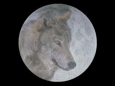 La luna llena de enero es llamada Luna Lobo. Se llama as por las manadas hambrientas de lobos que allan a la noche. Las tribus Algonquian de nativos americanos tenan <a href="/earth/moon/full_moon_names.html&edu=high&lang=sp&dev=1">muchos nombres diferentes</a> para la luna llena durante el ao, reflejando sus conexiones con la naturaleza y las <a href="/the_universe/uts/seasons1.html&edu=high&lang=sp&dev=1">estaciones</a>, caza, pesca y agricultura.<p><small><em>Imagen cortesa de Ventanas al Universo</em></small></p>