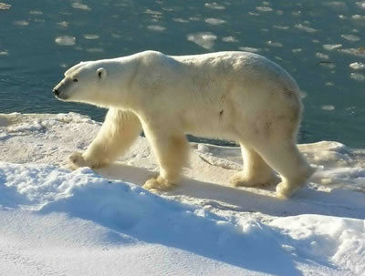 Viviendo en todo el <a href="/earth/polar/sea_ice.html&edu=high&lang=sp&dev=1">hielo marino</a> del rtico, los <a href="/earth/polar/polar_bears_jan07.html&edu=high&lang=sp&dev=1">oso polares</a> miran a travs de las grietas del hielo buscando focas, su alimento preferido. Casi todo el alimento de los osos polares proviene del mar. El <a href="/earth/polar/sea_ice.html&edu=high&lang=sp&dev=1">hielo marino flotante</a> es ua ventaja perfecta para los osos cuando salen a cazar. Desafortunadamente, la cantidad de hielo flotante en la regin del <a  href="/earth/polar/polar_north.html&edu=high&lang=sp&dev=1">rtico</a> disminuye cada ao, alejndose ms una de otra.<p><small><em>Imagen cortesa de Ansgar Walk.  Creative Commons Attribution-Share Alike 2.5 Generic license.</em></small></p>